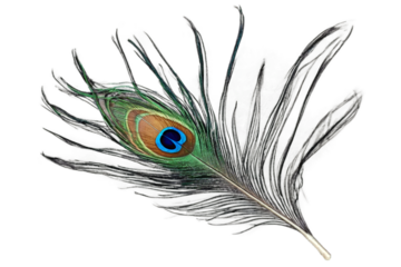 colorful feather of peacock