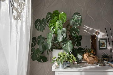Beautiful monstera on the chest of drawers in the bedroom