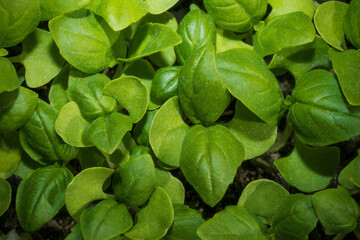 Leaves of basil seedlings as a background.Top view.