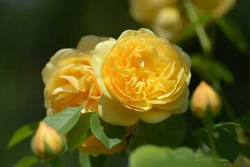 つるゴールデンセプター　バラの花