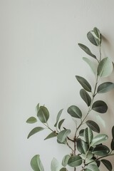 A fresh, vibrant image of green eucalyptus branches laid out on a white textured background