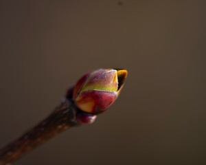 bud of a tree