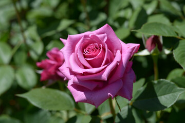 紫雲　バラの花
