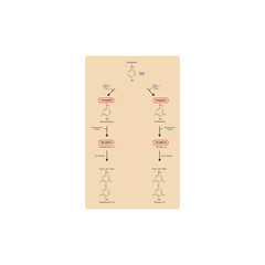 Diagram showing biosynthesis of Thyroid hormones (T3, T4) from Tyrosine via enzymatic reaction - schematic molecular strcuture chemical illustration.