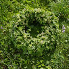 Memorial Day wreath laid peacefully in a bed of clover and wildflowers.