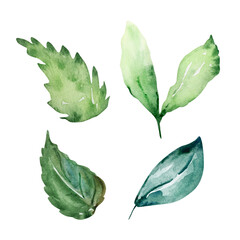 Green leaves watercolor set, floral illustration
