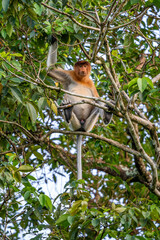 Proboscis Monkey - Nasalis larvatus, beautiful unique primate with large nose endemic to mangrove forests of the southeast Asian island of Borneo.