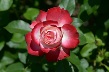 ジュビレ・ドゥ・プリンス・ドゥ・モナコ　バラの花