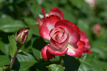 ジュビレ・ドゥ・プリンス・ドゥ・モナコ　バラの花