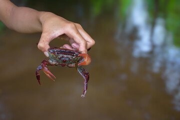Hand holding a red crab large asian freshwater font view in blur water surface and forest background, Concept of animal husbandry and agriculture.