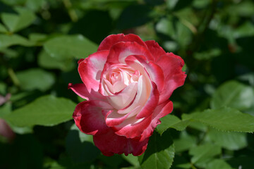 ジュビレ・ドゥ・プリンス・ドゥ・モナコ　バラの花