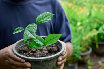 Children hands holding pot of young plants close-up in natural background and soft sunlight at outdoor garden concept of environment and sustainability.