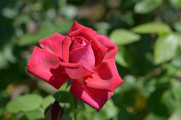 とどろき　バラの花