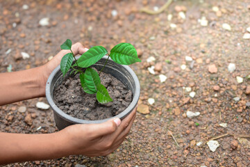 Two hands holding pot of young plants top view in blurred ground background and soft sunlight at outdoor garden concept of environment and natural.