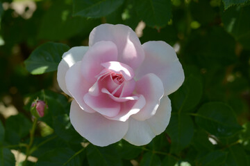 ナターシャ・リチャードソン　バラの花