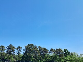 trees in the sky, A photo of an early summer blue sky in harmony with green trees 