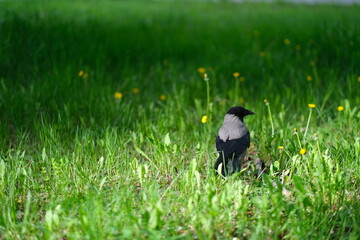 A crow is sitting on the grass
