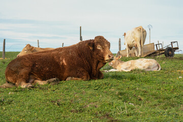Closeup of a bull lying in a field