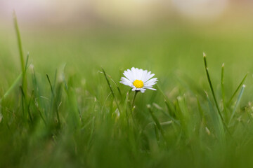  white daisy flower growing in spring green grass(Bellis parennis L.) © Matt