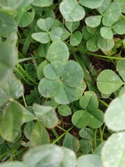 행운의 네잎클로버