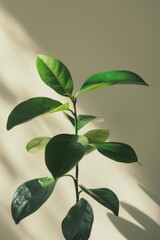 Fototapeta premium Vibrant green indoor plant illuminated by sunlight against a neutral background showing freshness and growth