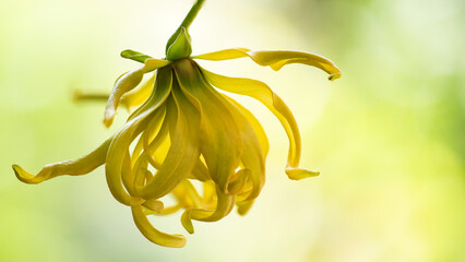 Ylang ylang or cananga odorata flowers on natural background.
