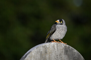 Noisy miner bird perched atop a stone monument with its head turned as it looks to the left