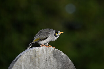 Side view of a noisy miner bird crouching down while perched atop a stone monument