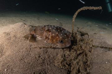 Fish swimming in the Red Sea, colorful fish, Eilat Israel
