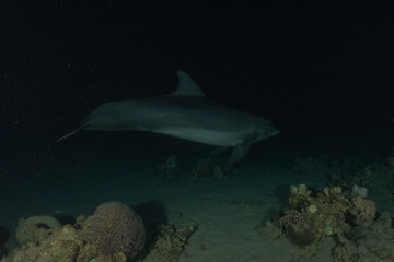 Obraz premium Dolphin swimming in the Red Sea, Eilat Israel 