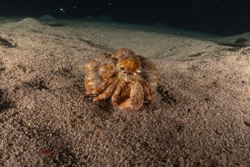 Hermit Crab in the Red Sea Colorful and beautiful, Eilat Israel