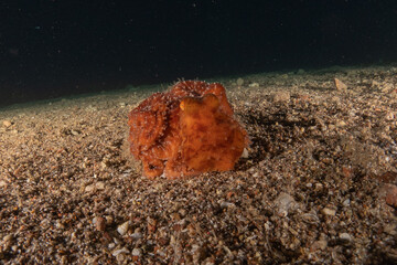 Octopus king of camouflage in the Red Sea, Eilat Israel 

