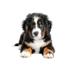 A Beautiful Young Asian Woman With Clean, Isolated Transparent Background Images