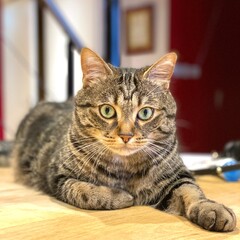 An european cat in a comfy loft