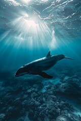 Obraz premium Majestic Minke whale swimming in clear blue waters under sunlight, symbolizing the serene beauty of the ocean, world oceans day