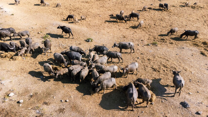 Livestock Siamese buffalo farming in Thailand. Focus on group of Asian Buffalos Grazing on a Green Grass Pasture in a Peaceful Countryside Setting