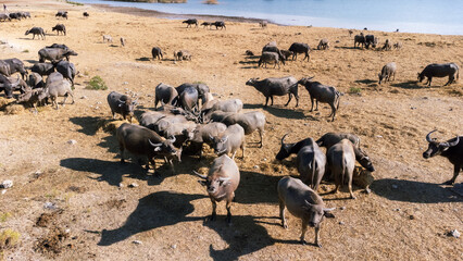 Livestock Siamese buffalo farming in Thailand. Focus on group of Asian Buffalos Grazing on a Green Grass Pasture in a Peaceful Countryside Setting