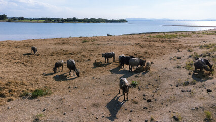 Livestock Siamese buffalo farming in Thailand. Focus on group of Asian Buffalos Grazing on a Green Grass Pasture in a Peaceful Countryside Setting