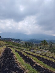 Bali Island : rice field after harvest