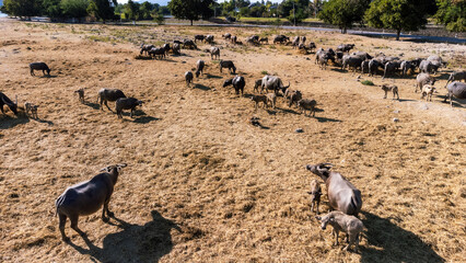 Obraz premium Livestock Siamese buffalo farming in Thailand. Focus on group of Asian Buffalos Grazing on a Green Grass Pasture in a Peaceful Countryside Setting