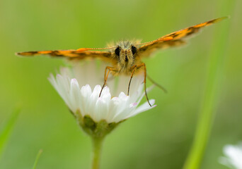 Motyl na kwiatku.  © Hanna