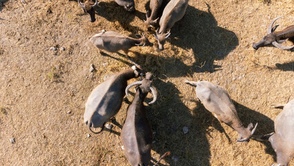 Livestock Siamese buffalo farming in Thailand. Focus on group of Asian Buffalos Grazing on a Green Grass Pasture in a Peaceful Countryside Setting
