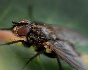 MOSCA