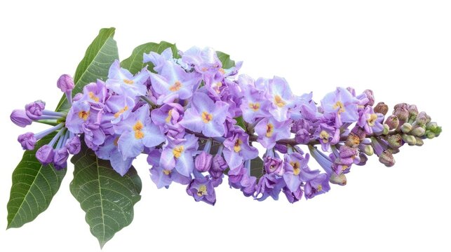 Breathtaking Banaba Flowers: Discover the Natural Beauty of Asia's Magnificent Purple Blooms 