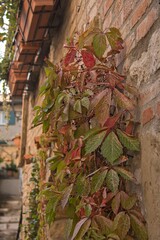 autumn leaves on a wall