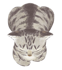 香箱座りのキジトラ猫　