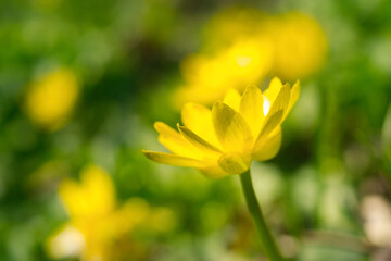 Fototapeta premium Yellow flowers close-up, bloom, details, bright, beauty, spring, summer, nature of Ukraine