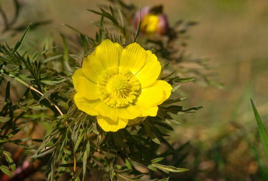 Yellow flowers close-up, bloom, details, bright, beauty, spring, summer, nature of Ukraine