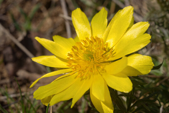 Yellow flowers close-up, bloom, details, bright, beauty, spring, summer, nature of Ukraine