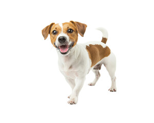 A small dog with a white and brown coat is standing on a white background